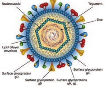  Structure of Herpes Simplex Virus