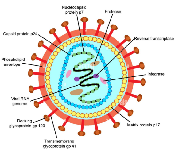  Structure of HIV