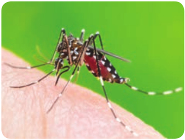  <em>Aedes aegypti</em> ### Dengue