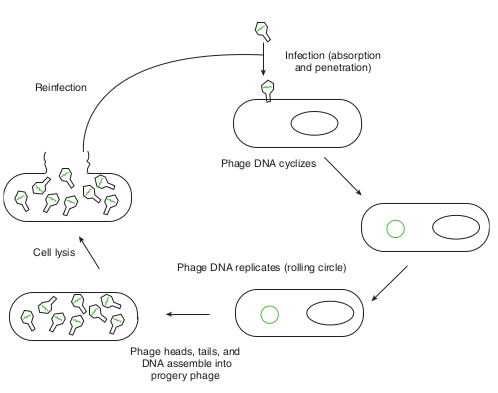  Lytic cycle  