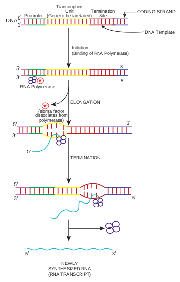  Major events in transcription