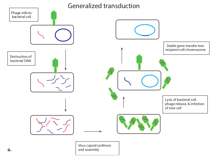  <strong>(a)</strong> Generalized Transdu