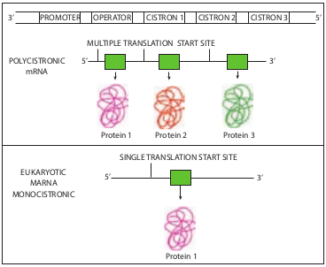  Polycistronic mRNA