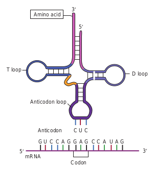  tRNA