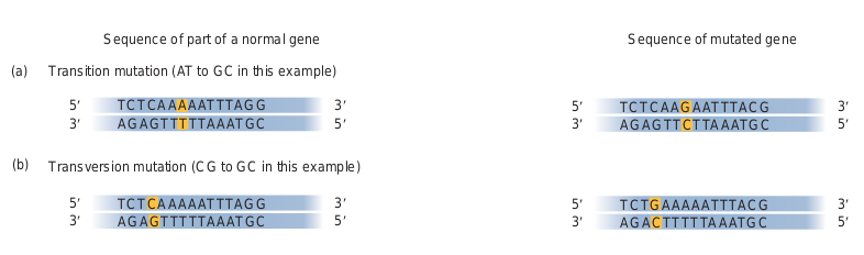  <strong>(a)</strong> Transition mutatio