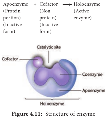  Structure of enzyme  