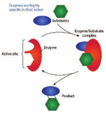  Mechanism of product formation from substrate through Enzyme