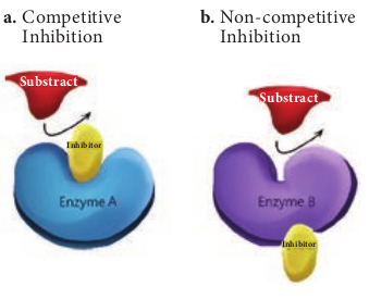  Competitive and non-competitive inhibition