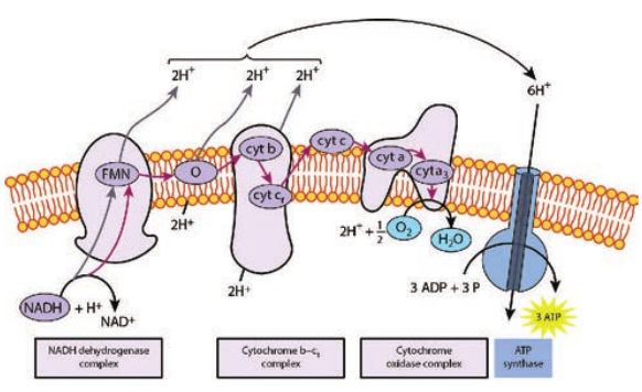  Electron Transport Chain an  