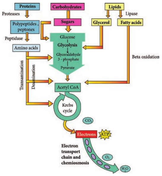  Overall Metabolism of Pr  