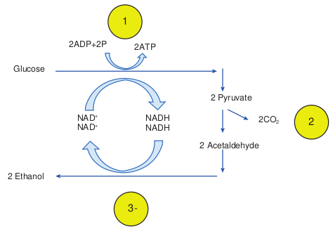  Biochemical excha  