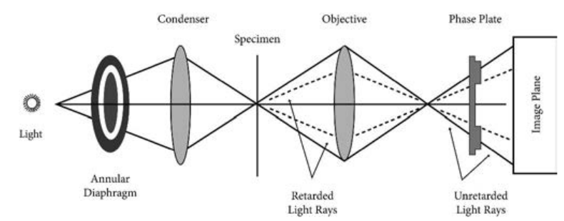  Components of p  