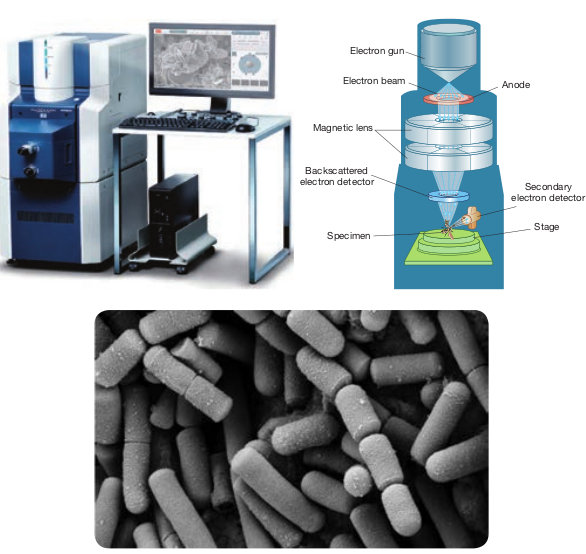  <strong>(a)</strong> Scanning electron microscope <strong>(b</strong>  