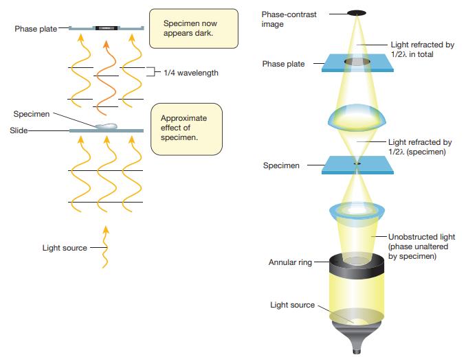  Optical path of P  