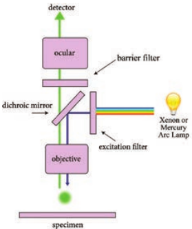  Components of fluorescence microscope