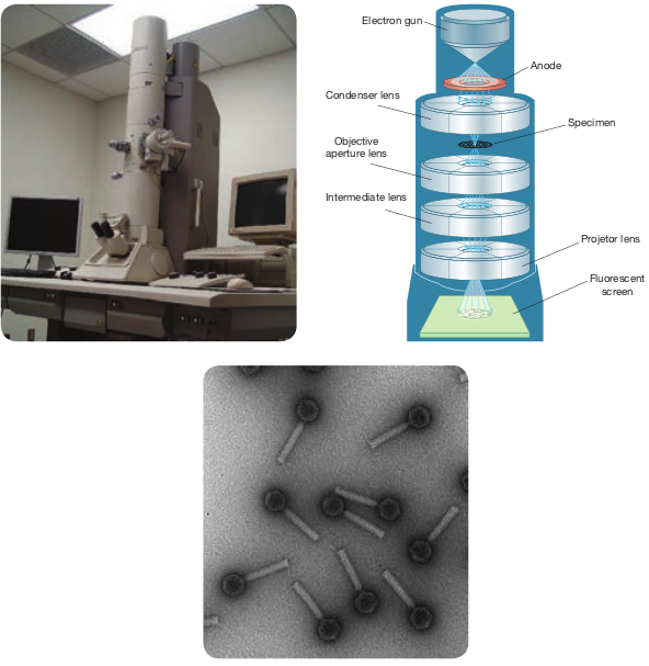  <strong>(a)</strong> Transmission microscope <strong>(b)</strong> C  