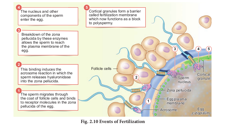 Fig. 2.10 Events of Fertilization