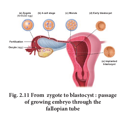 Fig 2.11 From zygote to blastocyst : passage of growing embryo through the fallopian tube 