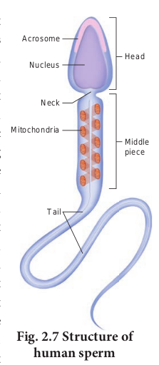 Fig. 2.7 Structure of human sperm