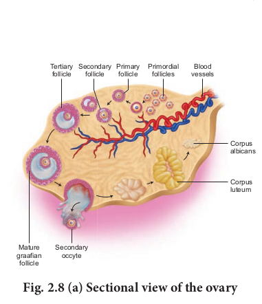 Fig. 2.8 (a) Sectional view of the ovary