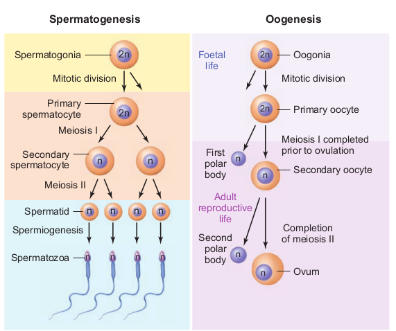 Fig. 2.5 Gametogenesis