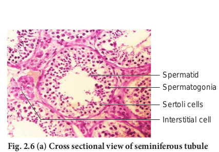 Fig. 2.6 (a) Cross sectional view of seminiferous tubule