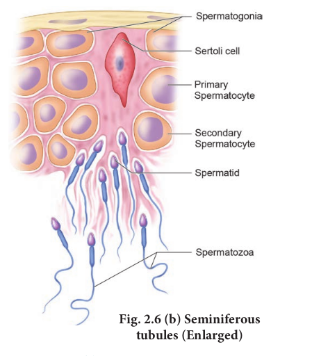 Fig. 2.6 (b) Seminiferous tubules (Enlarged)