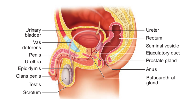 Fig. 2.1 Male reproductive system