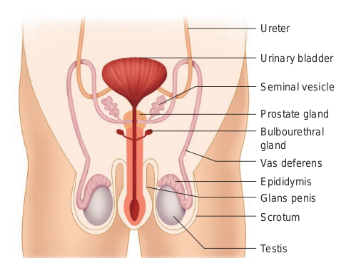 Fig. 2.2 (a) Diagrammatic view of the male reproductive system