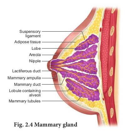 <strong>Fig. 2.4 Mammary gland</strong>