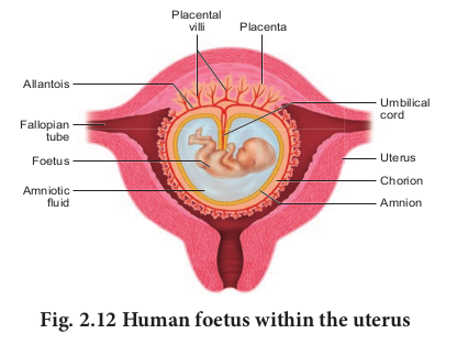 Fig. 2.12 Human foetus within the uterus