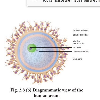 Fig. 2.8 (b) Diagrammatic view of the human ovum