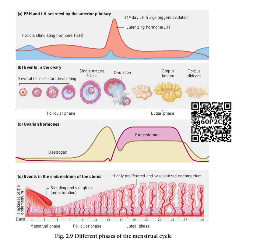 Fig. 2.8 (b) Diagrammatic view of the human ovum