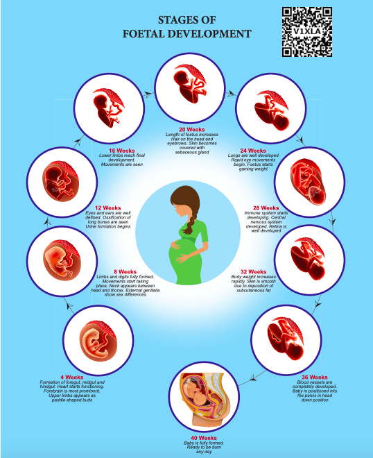 Stages Of Foetal Development