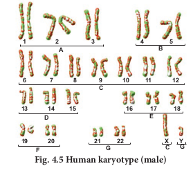 Fig. 4.5 Human karyotype (male)