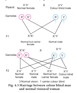 Fig. 4.3 Marriage between colour blind manand normal visioned woman