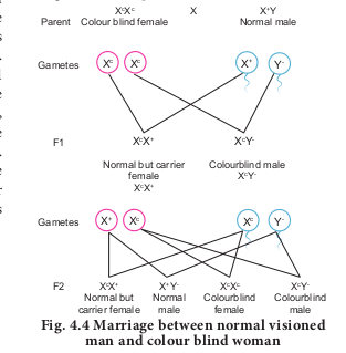 Fig. 4.4 Marriage between normal visioned man and colour blind woman