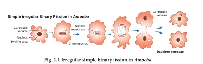 Irregular binary