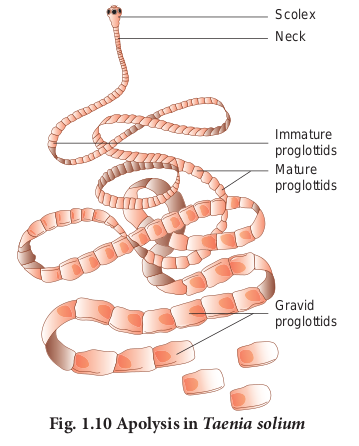 Apolysis in <em>Taenia solium</em>