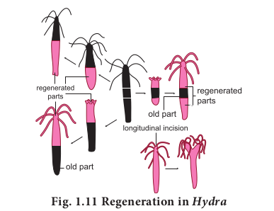 Regeneration in <em>Hydra</em>