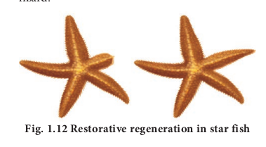 Restorative regeneration in star fish