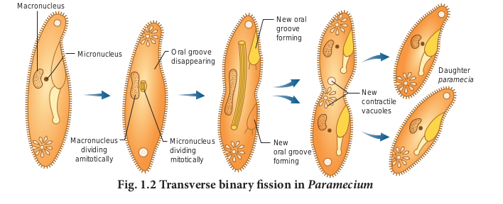 Transverse binary