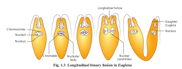 Fig. 1.3 Longitudinal binary fission in Euglena