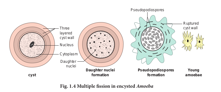 Multiple fission