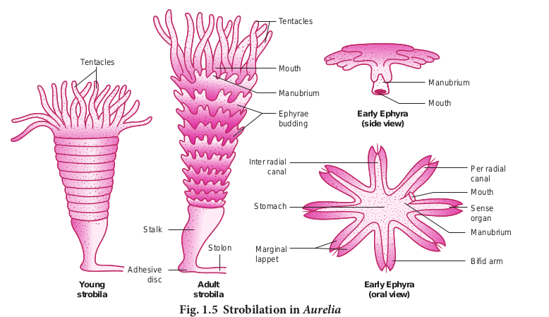 Strobilat