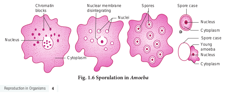 Sporulat