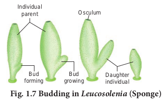 Budding in <em>Leucosolenia</em> (Sponge)