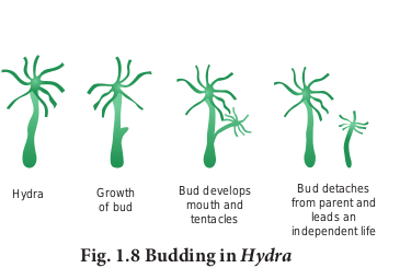 Fig. 1.8 Budding in Hydra