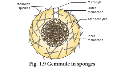 Gemmule in sponges