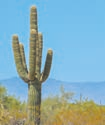 Saguaro Cactus